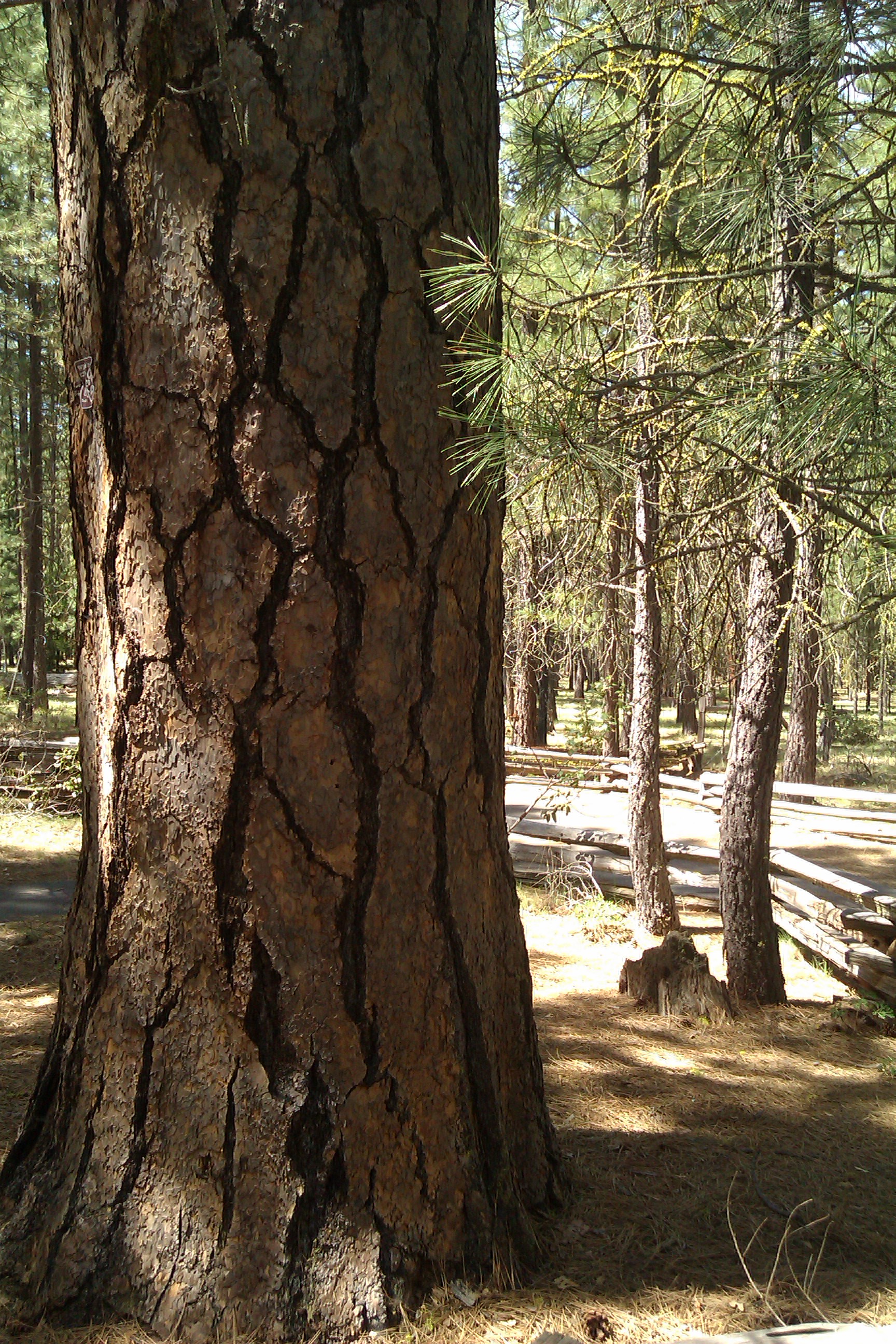 Ponderosa Pine