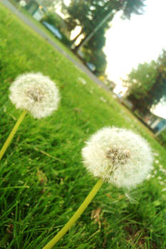 Dandelions