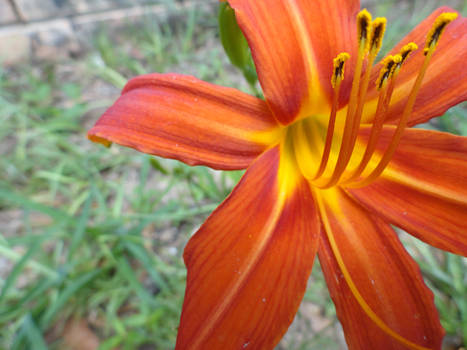 Daylily