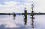 Cypress Trees in Lake Toad Suck by BuzzyG