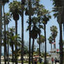 Palm Trees Blue Sky