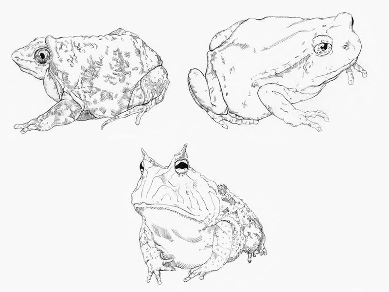 More frogs by ArtisticSchmidt on DeviantArt