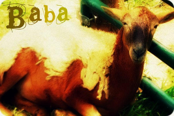 Baba Rofa Baba by littlemushroom123 on DeviantArt