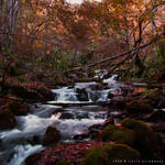 wild paradise by FlorinALF