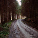 forest by FlorinALF