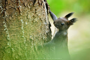 Red squirrel, Sciurus vulgaris