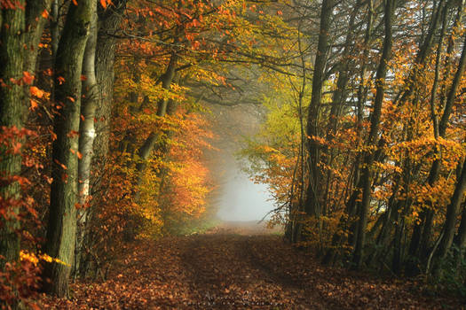 German Autumn forest