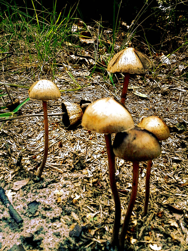 Mushroom 3 by ICFrac Mushroom 3 by ICFrac