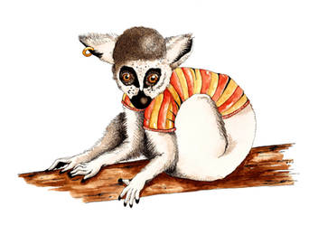 Little Pirate Lemur