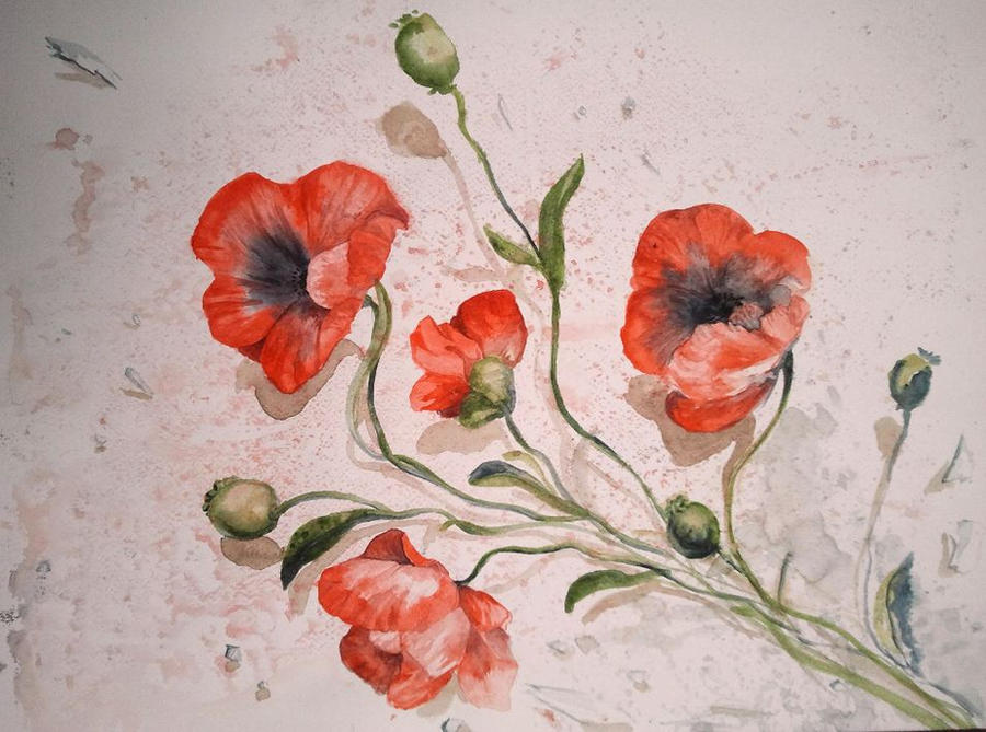 poppies (2)