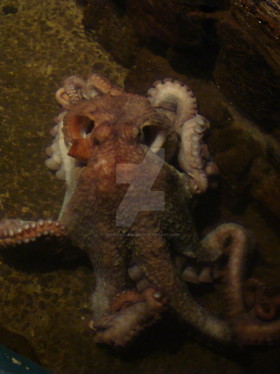 Red Octopus Seaside Aquarium