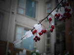 Snow~~ by k8e-jn-lee