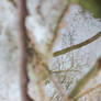 reflectIon, sky, branches, creek in pastel II