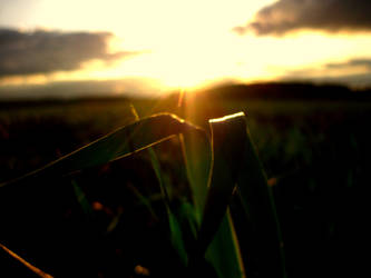 Grasses in the Sunset