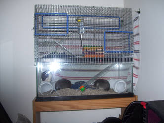 rat cage