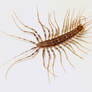 House Centipede_1