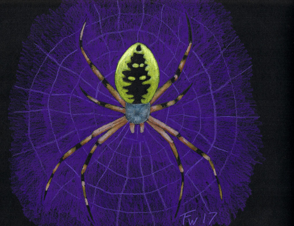 Orb Weaver - colored pencil