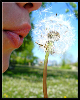 When You Wish Upon A Dandelion