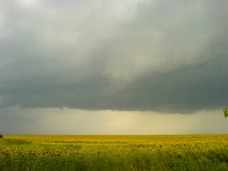 Storm over the sun-flowers