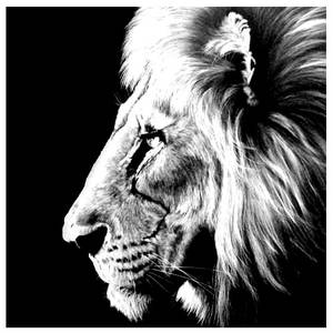 The Lion