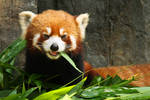 Once you try bamboo... by JuhaniViitanen