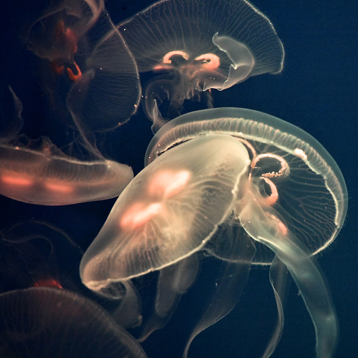 Jellyfish