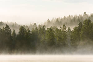 Fog forest