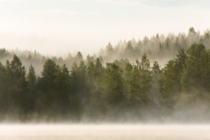 Fog forest