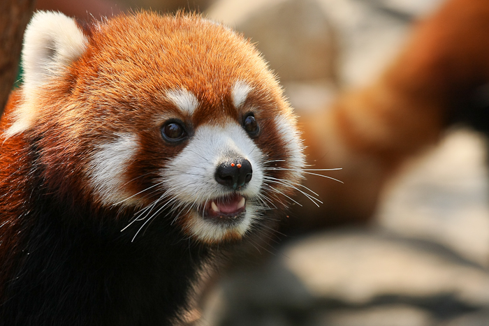 Red panda face