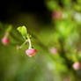 Blueberry flower