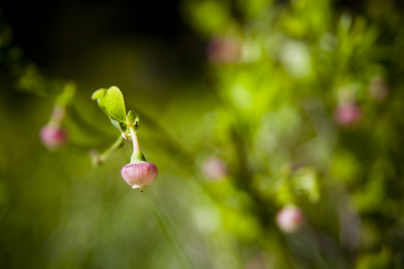 Blueberry flower