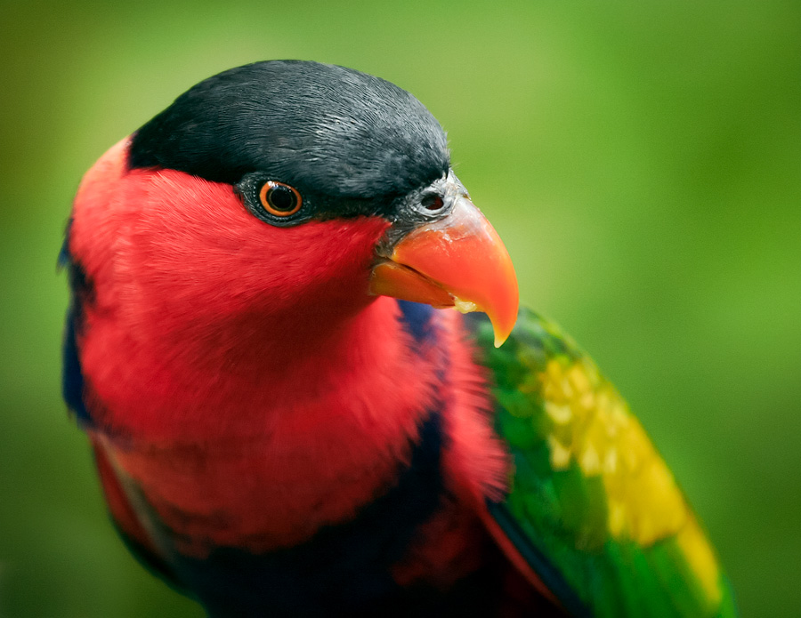 Parrot portrait