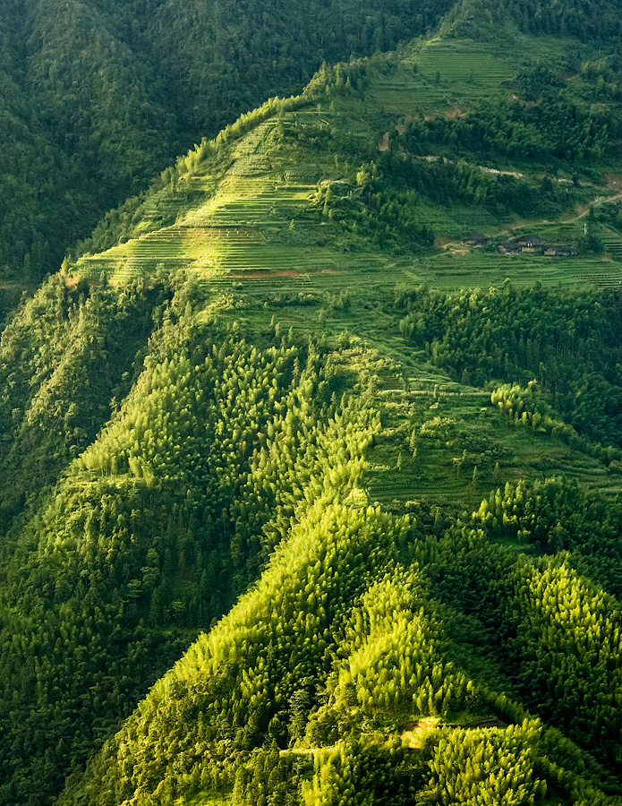 Rice terraces and bamboo forest