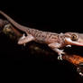 Gecko