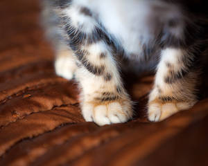 Little paws