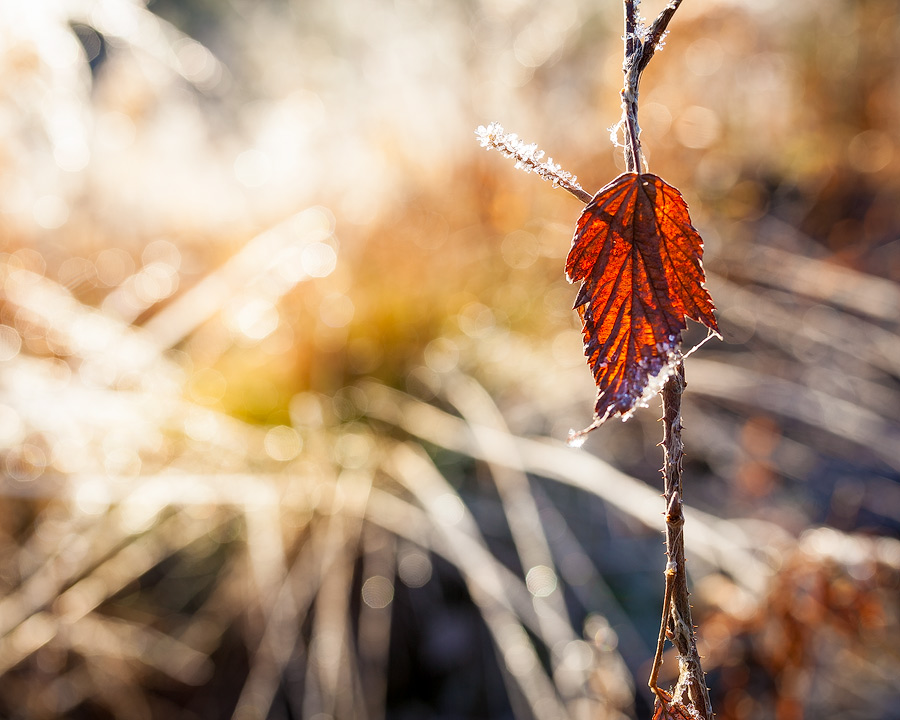 Leaf