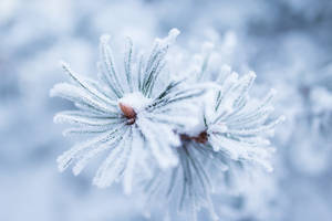 Winter flower