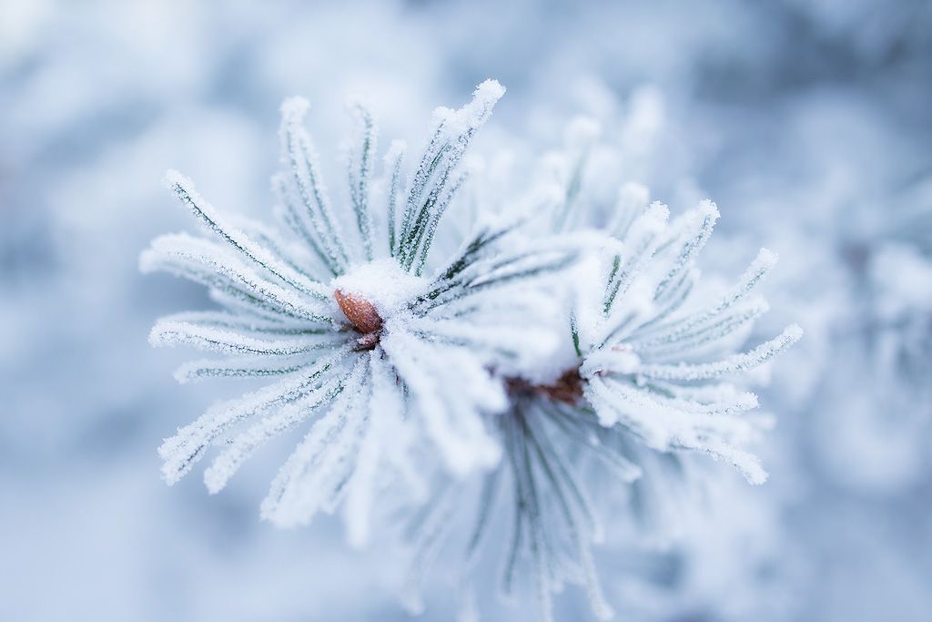 Winter flower by JuhaniViitanen