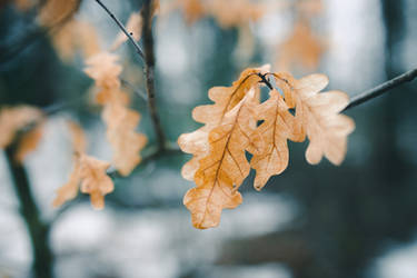 Dry leaves