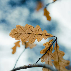 Dry leaves 2