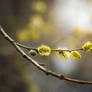 Willow blossom