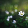 Anemone nemorosa flower in forest