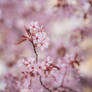 Beautiful flowering cherry tree