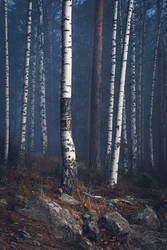 Trees in foggy forest