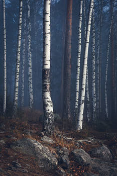Trees in foggy forest