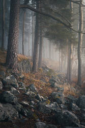 Foggy forest landscape