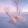 Winter spirit trees