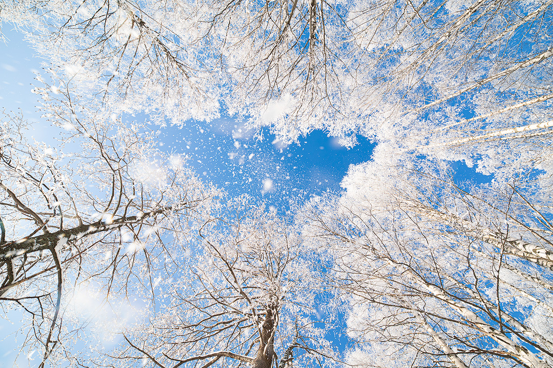 Snow Fall Tree Snow Fall Tree