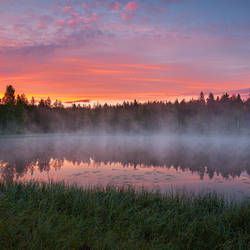 Morning at the forest pond
