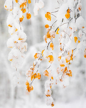 Autumn leaves and snow